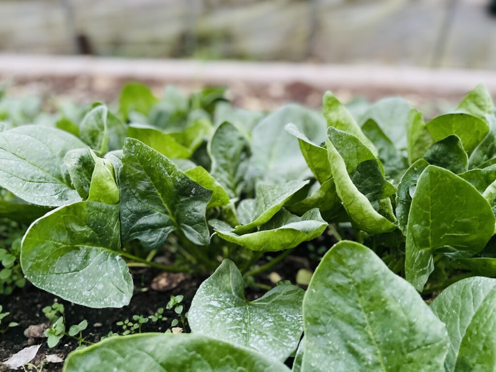 寒締めほうれん草