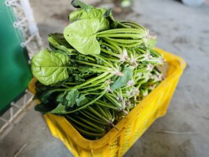 いこい農園の自家製ほうれん草