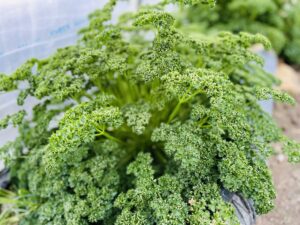 温泉旅館いこい荘　自家製のパセリ