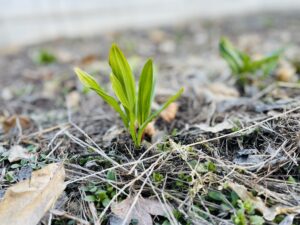 温泉旅館いこい荘裏の畑の行者ニンニク