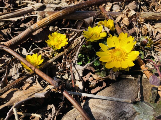 春の訪れを訪れを告げる『福寿草』今年も出てきました〜。